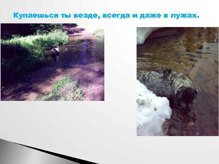 Купаешься ты везде, всегда и даже в лужах. 