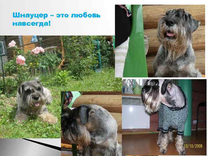 Шнауцер – это любовь навсегда! 