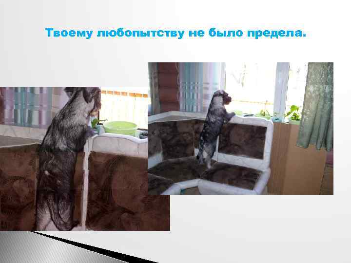 Твоему любопытству не было предела. 