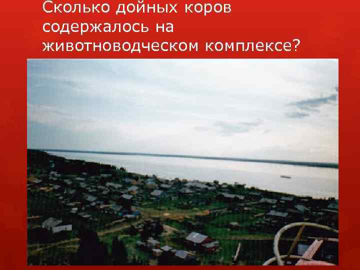 Сколько дойных коров содержалось на животноводческом комплексе? 