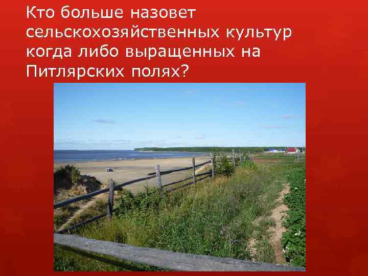 Кто больше назовет сельскохозяйственных культур когда либо выращенных на Питлярских полях? 