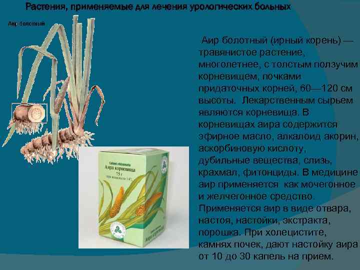 Аир сырье. Корневища аира. АИР болотный корневища. Лекарственное растение АИР болотный. Сырье аира болотного.