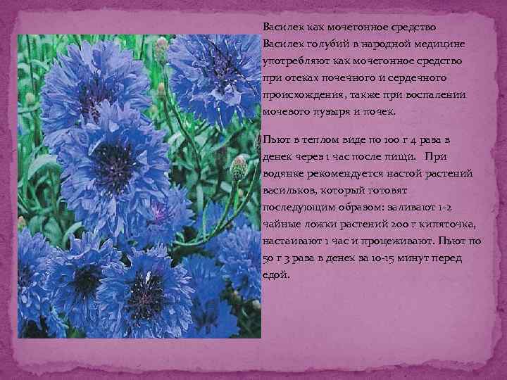 Василек как мочегонное средство Василек голубий в народной медицине употребляют как мочегонное средство при