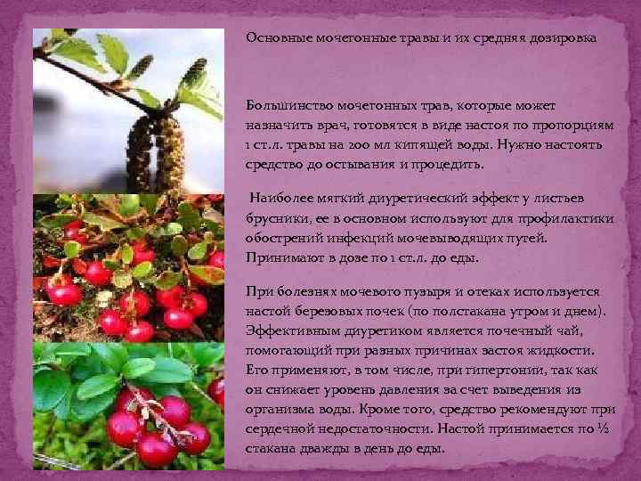 Основные мочегонные травы и их средняя дозировка Большинство мочегонных трав, которые может назначить врач,