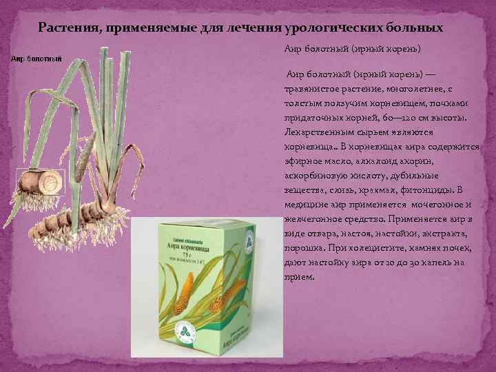 Растения, применяемые для лечения урологических больных Аир болотный (ирный корень) — травянистое растение, многолетнее,