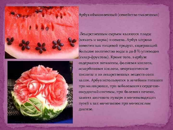 Арбуз обыкновенный (семейство тыквенных) Лекарственным сырьем являются плоды (мякоть и корка) и семена. Арбуз