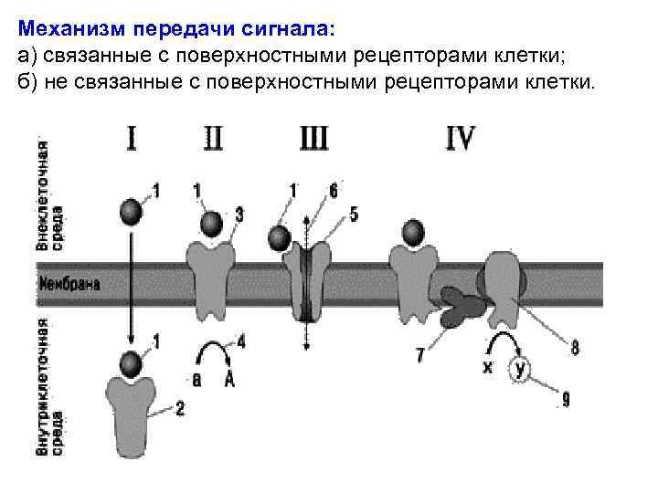 Какой цифрой на рисунке обозначена структура осуществляющая внутриклеточное пищеварение