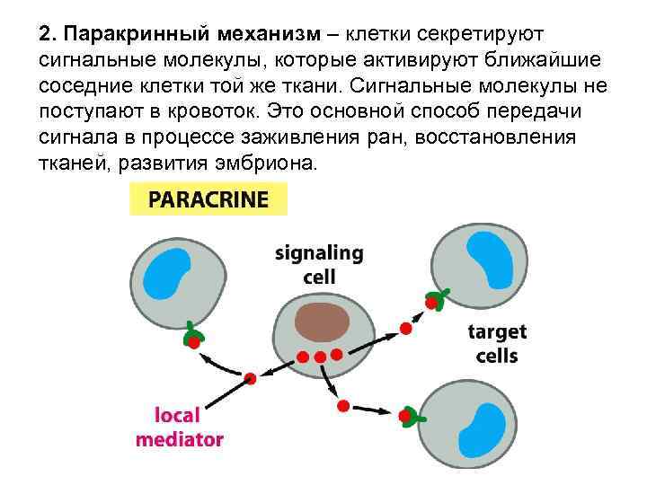 2. Паракринный механизм – клетки секретируют сигнальные молекулы, которые активируют ближайшие соседние клетки той