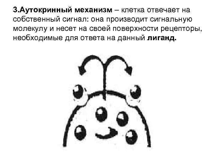 3. Аутокринный механизм – клетка отвечает на собственный сигнал: она производит сигнальную молекулу и