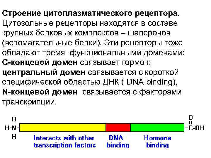 Строение цитоплазматического рецептора. Цитозольные рецепторы находятся в составе крупных белковых комплексов – шаперонов (вспомагательные