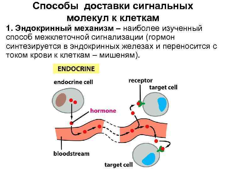 Способы доставки сигнальных молекул к клеткам 1. Эндокринный механизм – наиболее изученный способ межклеточной