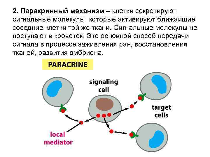 Близкие клетки. Паракринные сигнальные молекулы. Внутриклеточные сигнальные молекулы. Обмен информацией между клетками. Внутриклеточная передача сигнала. Сигнальные молекулы..