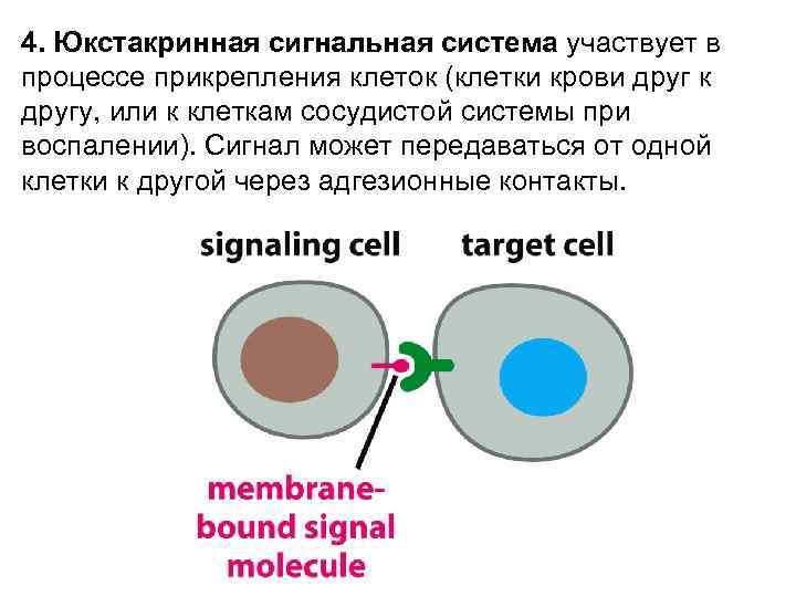 4. Юкстакринная сигнальная система участвует в процессе прикрепления клеток (клетки крови друг к другу,