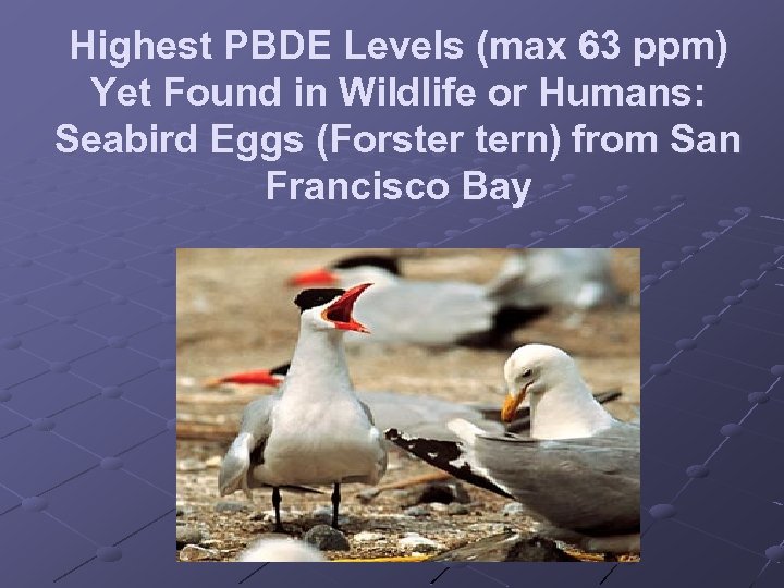 Highest PBDE Levels (max 63 ppm) Yet Found in Wildlife or Humans: Seabird Eggs