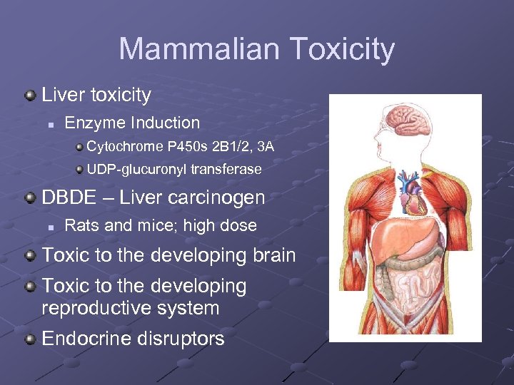 Mammalian Toxicity Liver toxicity n Enzyme Induction Cytochrome P 450 s 2 B 1/2,