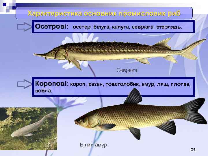 Характеристика основних промислових риб Осетрові: осетер, білуга, калуга, севрюга, стерлядь. Севрюга Коропові: короп, сазан,