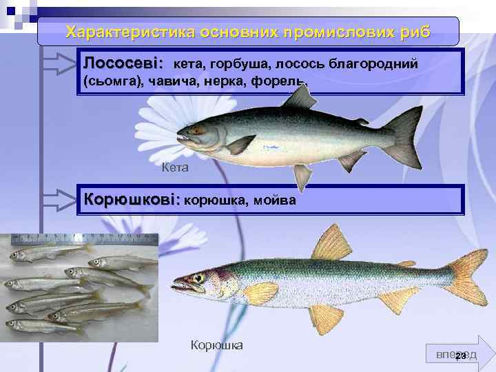 Характеристика основних промислових риб Лососеві: кета, горбуша, лосось благородний (сьомга), чавича, нерка, форель, Кета