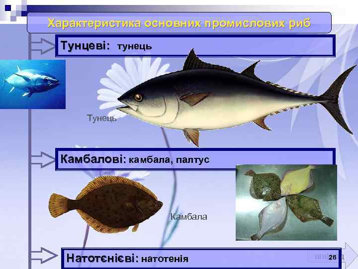 Характеристика основних промислових риб Тунцеві: тунець Тунець Камбалові: камбала, палтус Камбала Натотєнієві: натотенія вперед