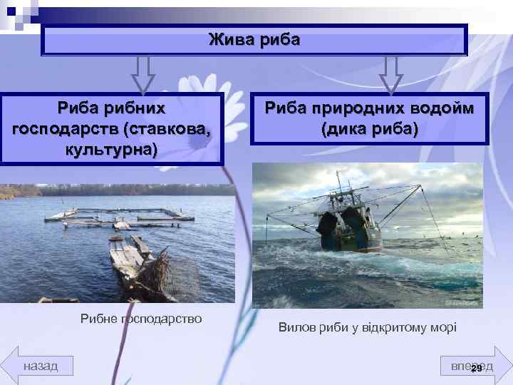 Жива риба Риба рибних господарств (ставкова, культурна) Рибне господарство назад Риба природних водойм (дика