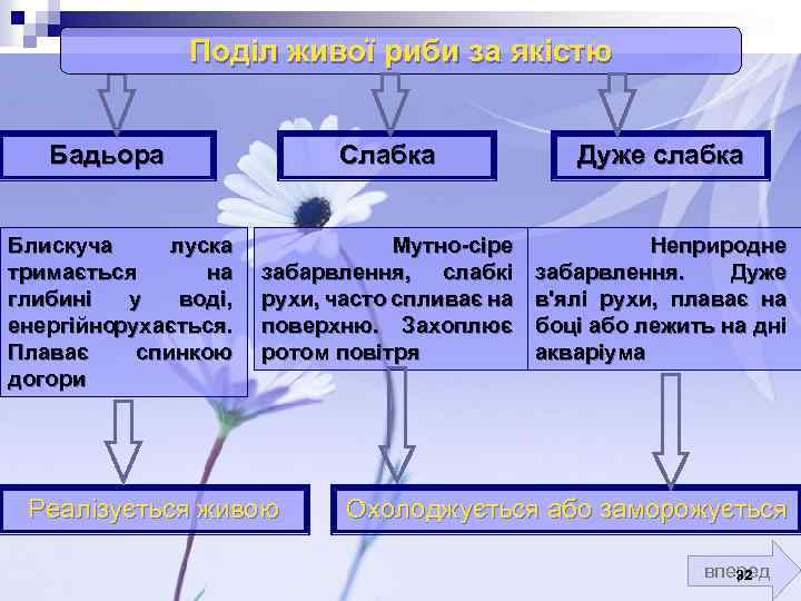 Поділ живої риби за якістю Бадьора Блискуча луска тримається на глибині у воді, енергійно