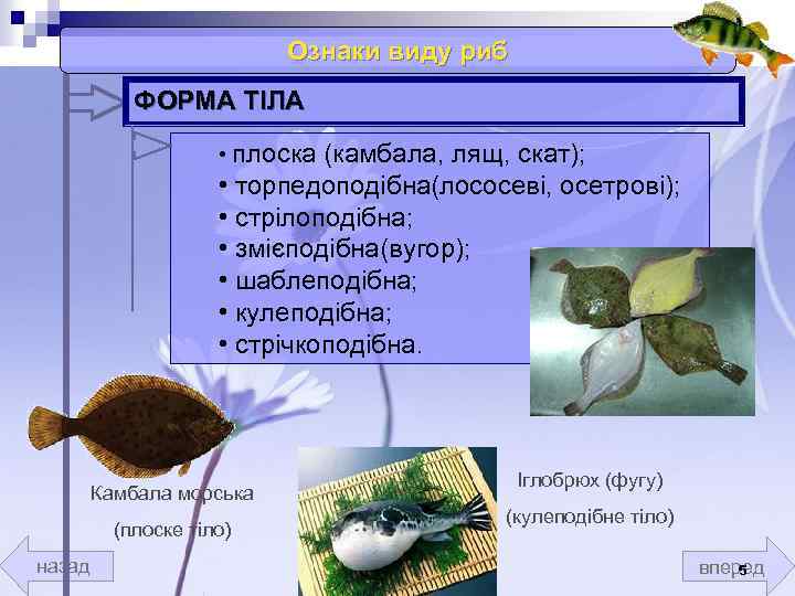 Ознаки виду риб ФОРМА ТІЛА • плоска (камбала, лящ, скат); • торпедоподібна(лососеві, осетрові); •