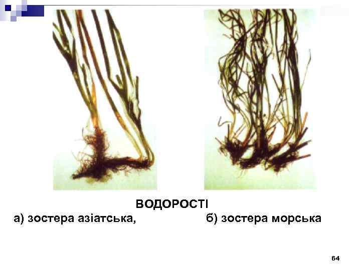 ВОДОРОСТІ а) зостера азіатська, б) зостера морська 64 