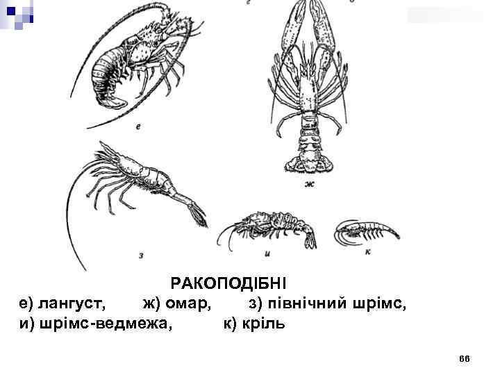 РАКОПОДІБНІ е) лангуст, ж) омар, з) північний шрімс, и) шрімс-ведмежа, к) кріль 66 