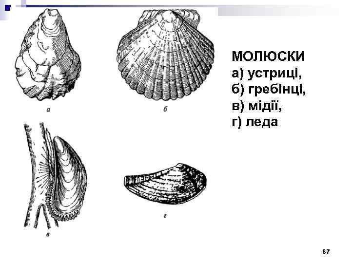 МОЛЮСКИ а) устриці, б) гребінці, в) мідії, г) леда 67 