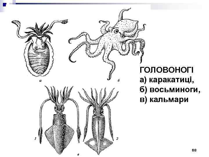 ГОЛОВОНОГІ а) каракатиці, б) восьминоги, в) кальмари 68 