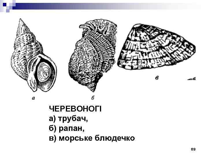 ЧЕРЕВОНОГІ а) трубач, б) рапан, в) морське блюдечко 69 