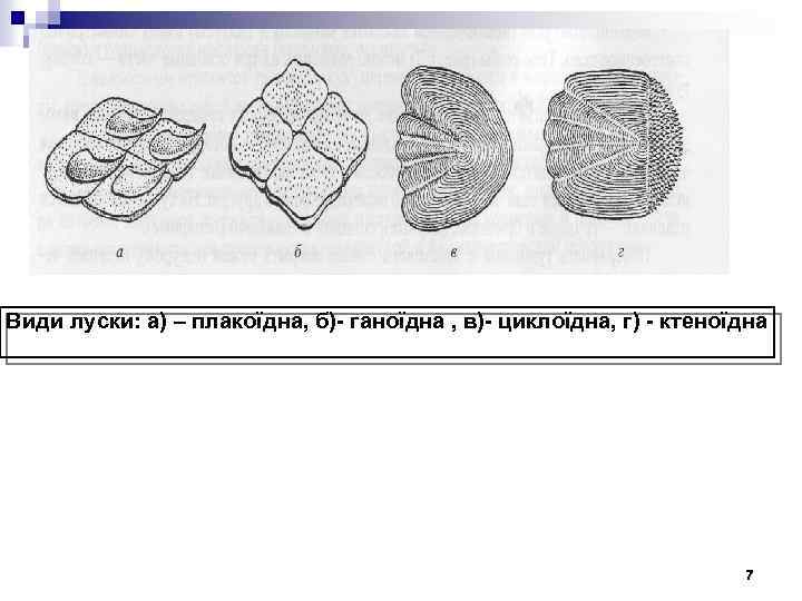 Види луски: а) – плакоїдна, б)- ганоїдна , в)- циклоїдна, г) - ктеноїдна 7
