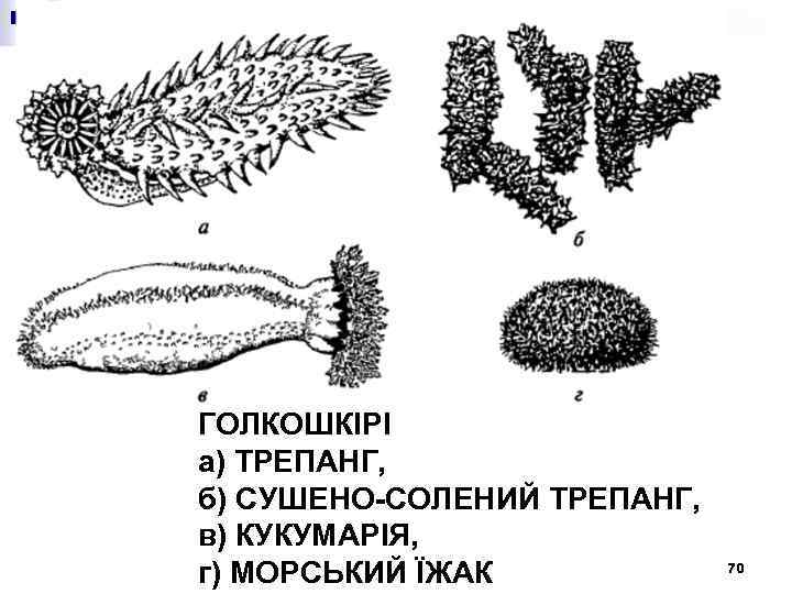 ГОЛКОШКІРІ а) ТРЕПАНГ, б) СУШЕНО-СОЛЕНИЙ ТРЕПАНГ, в) КУКУМАРІЯ, г) МОРСЬКИЙ ЇЖАК 70 