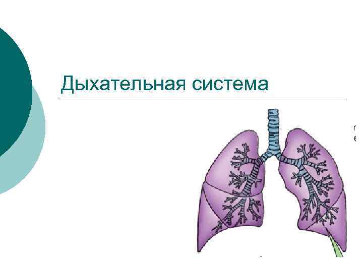 Дыхательная система 