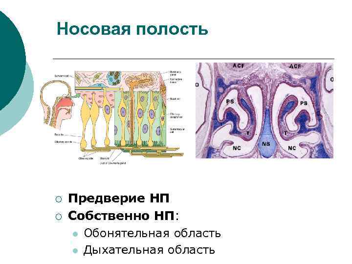 Носовая полость ¡ ¡ Предверие НП Собственно НП: l Обонятельная область l Дыхательная область