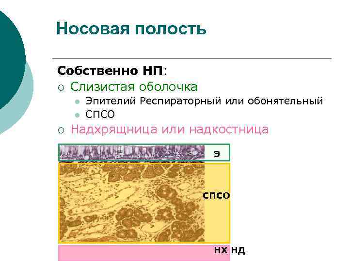 Носовая полость Собственно НП: ¡ Слизистая оболочка l l ¡ Эпителий Респираторный или обонятельный