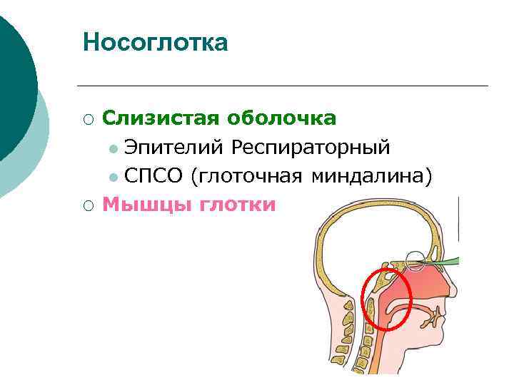 Носоглотка ¡ ¡ Слизистая оболочка l Эпителий Респираторный l СПСО (глоточная миндалина) Мышцы глотки