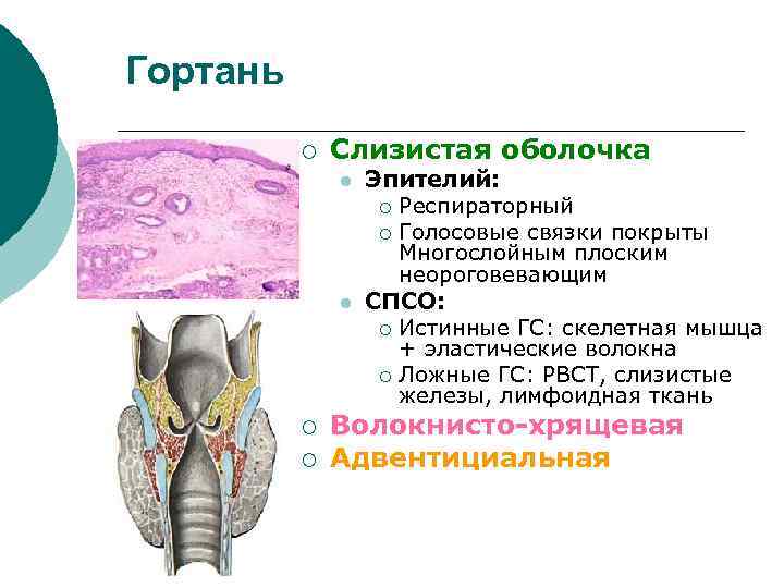 Стенки гортани. Гистологическое строение гортани. Строение слизистой оболочки гортани. Эпителий ложных голосовых связок. Какой эпителий выстилает гортань.