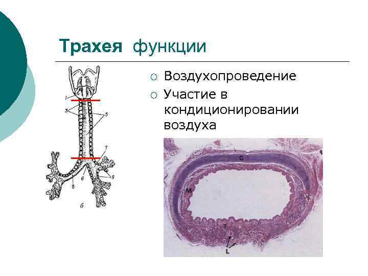 Трахея функции ¡ ¡ Воздухопроведение Участие в кондиционировании воздуха 