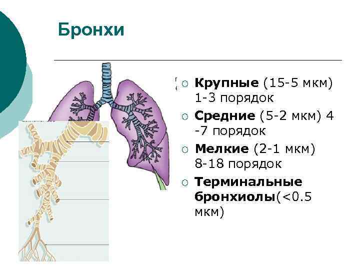 Бронхи ¡ ¡ Крупные (15 -5 мкм) 1 -3 порядок Средние (5 -2 мкм)