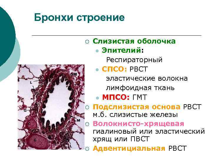 Бронхи строение ¡ ¡ Слизистая оболочка l Эпителий: Респираторный l СПСО: РВСТ эластические волокна