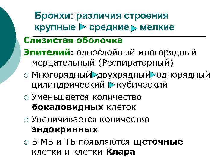 Бронхи: различия строения крупные средние мелкие Слизистая оболочка Эпителий: однослойный многорядный мерцательный (Респираторный) ¡