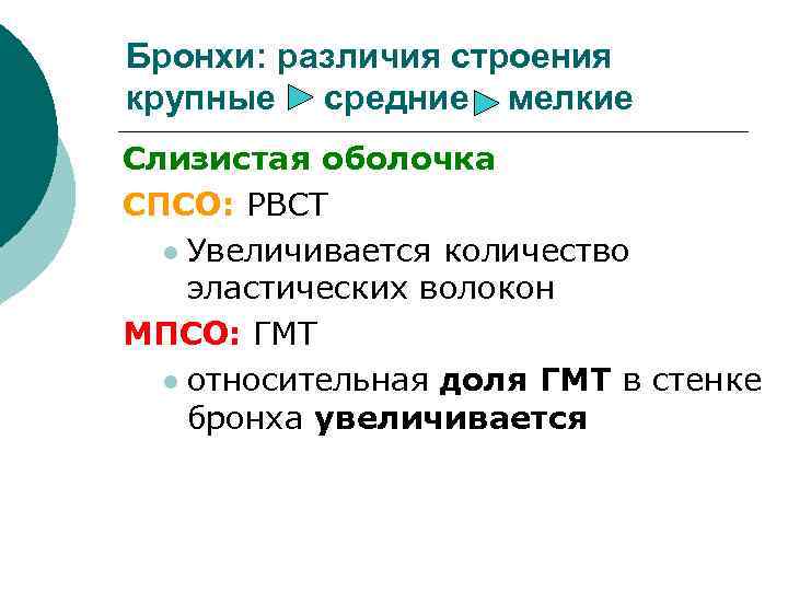 Бронхи: различия строения крупные средние мелкие Слизистая оболочка СПСО: РВСТ l Увеличивается количество эластических