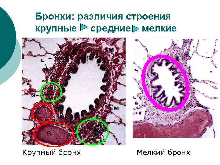 Бронхи: различия строения крупные средние мелкие Крупный бронх Мелкий бронх 