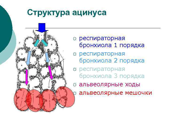 Структура ацинуса ¡ ¡ ¡ респираторная бронхиола 1 порядка респираторная бронхиола 2 порядка респираторная