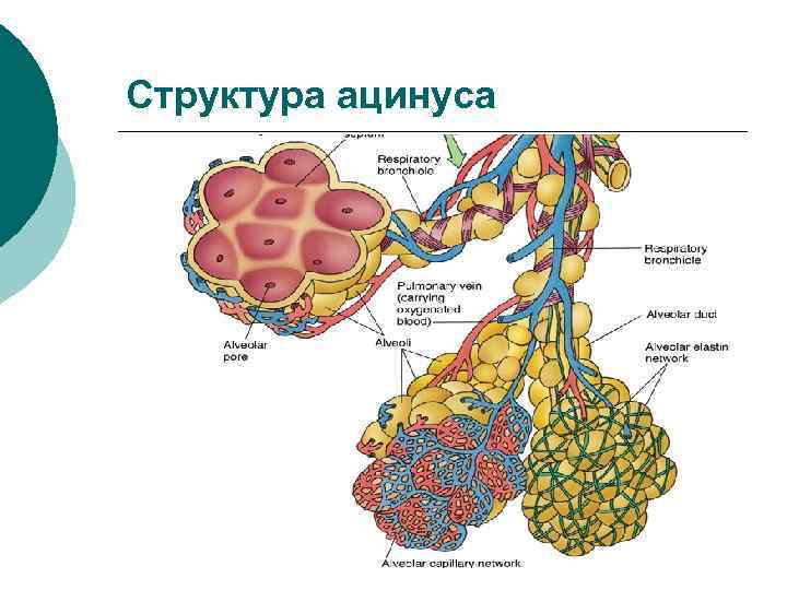 Схема строения ацинуса