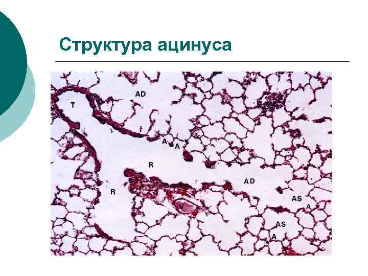 Структура ацинуса 