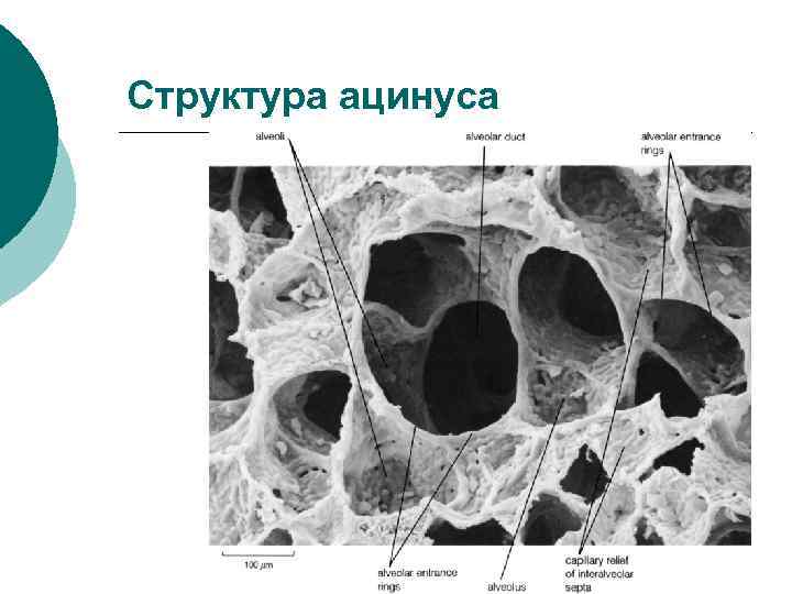 Структура ацинуса 