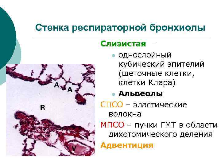 Стенка респираторной бронхиолы Слизистая – l однослойный кубический эпителий (щеточные клетки, клетки Клара) l