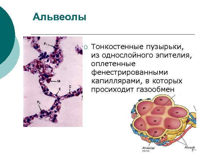 Альвеолы ¡ Тонкостенные пузырьки, из однослойного эпителия, оплетенные фенестрированными капиллярами, в которых просиходит газообмен