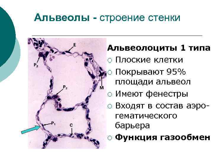 Альвеолы - строение стенки Альвеолоциты 1 типа ¡ Плоские клетки ¡ Покрывают 95% площади